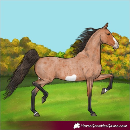 Horse Color:Bay Roan Frame 