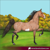 Horse Color:Bay Roan Frame