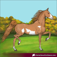 Horse Color:Chestnut Frame
