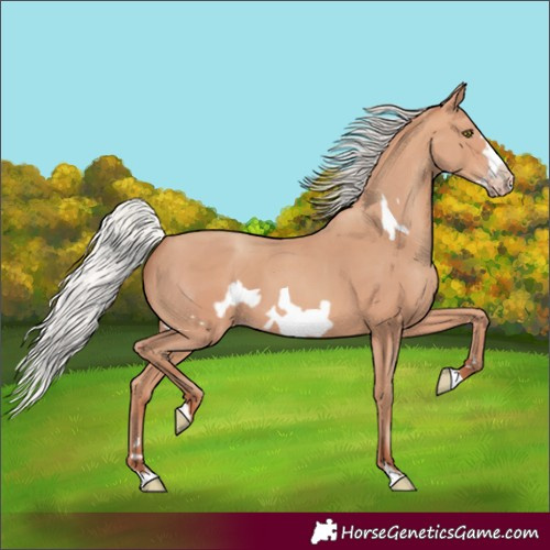 Horse Color:Silver Amber Champagne Frame