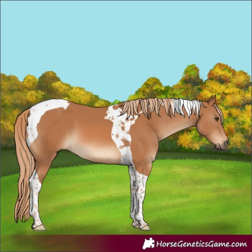 Horse Color:Chestnut Tobiano 