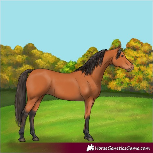 Horse Color:Bay 