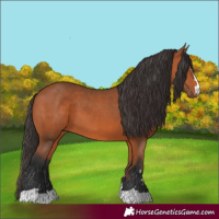 Horse Color:Unknown 