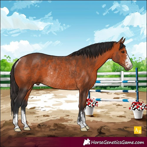 Horse Color:Bay Rabicano 