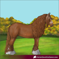 Horse Color:Gray Chestnut 