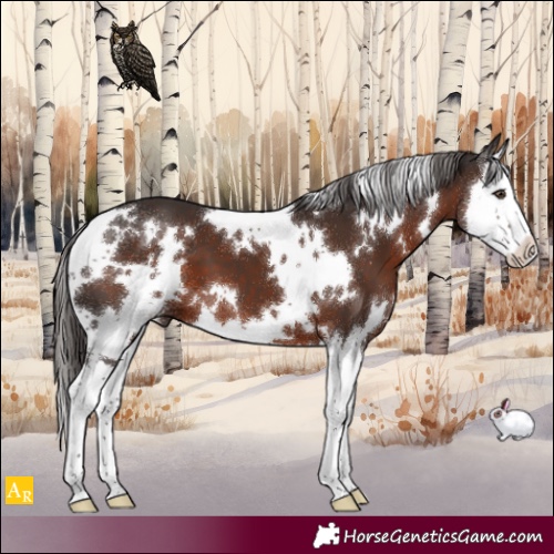 Horse Color:White Spotted Liver Chestnut Splash 