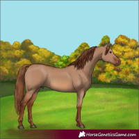 Horse Color:Red Dun 