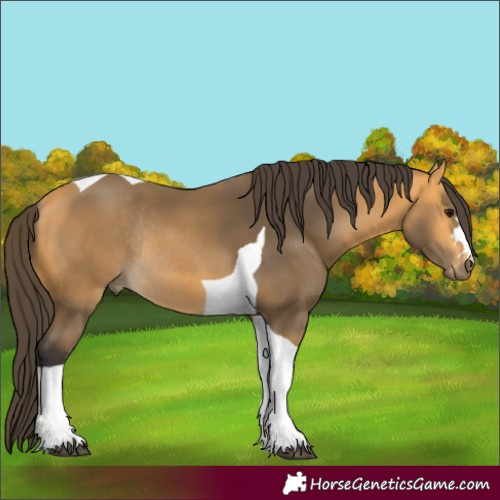 Horse Color:Buckskin Tobiano Rabicano 