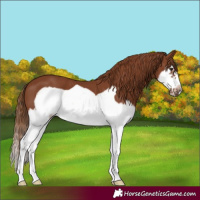 Horse Color:Chestnut Splash Frame