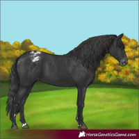 Horse Color:Black Appaloosa Rabicano 