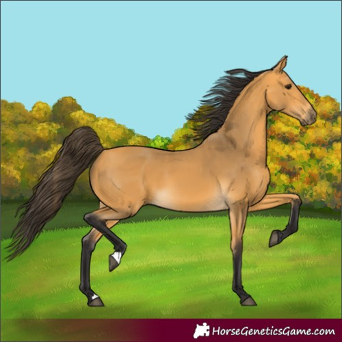 Horse Color:Buckskin 
