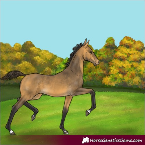 Horse Color:Buckskin 