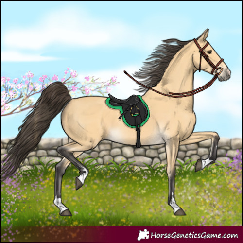 Horse Color:Buckskin 