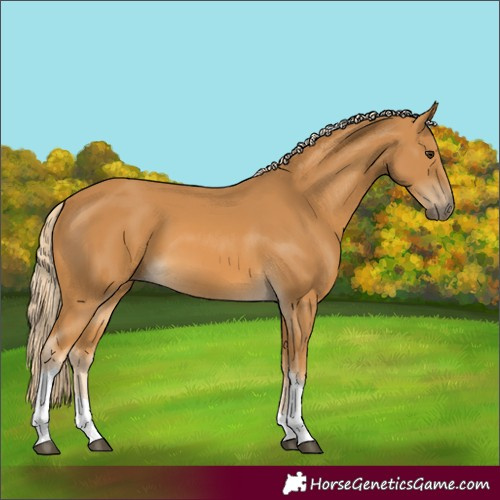 Horse Color:Palomino Tobiano 