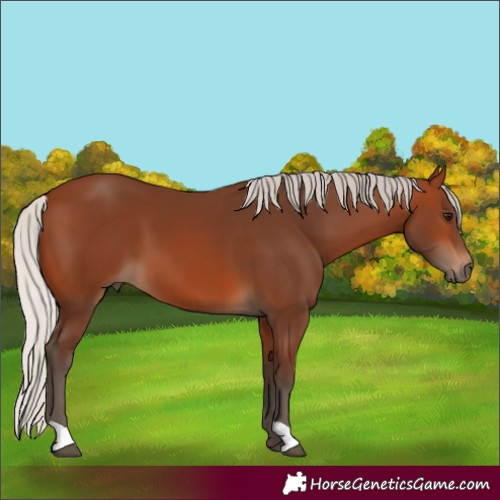 Horse Color:Silver Brown 