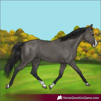 Horse Color:Grullo Splash 