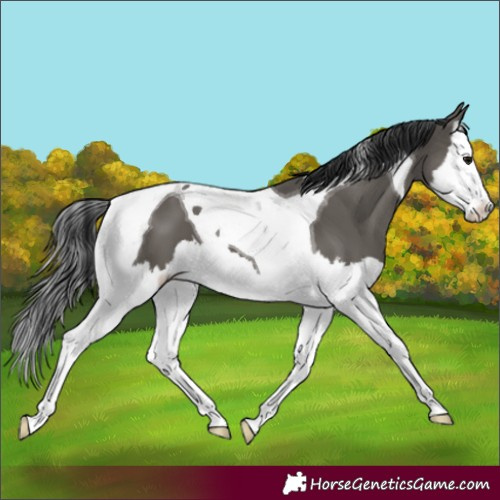 Horse Color:Grullo Splash Tobiano 