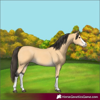 Horse Color:Buckskin Splash Frame 