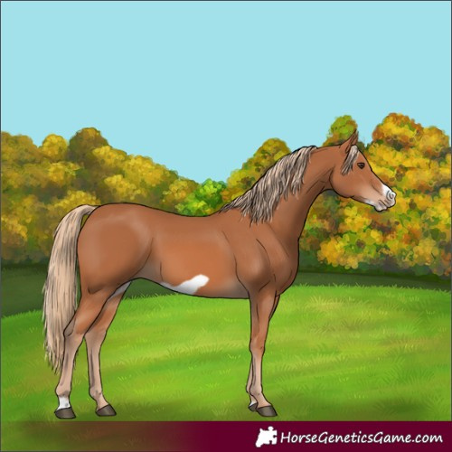 Horse Color:Chestnut Frame