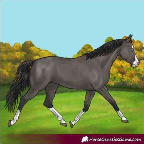 Horse Color:Grullo Splash 