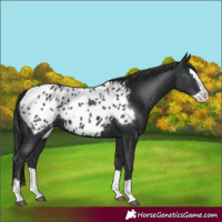 Horse Color:Black Splash Appaloosa 