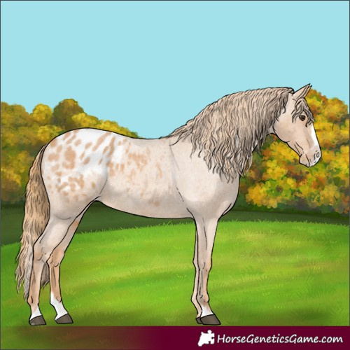 Horse Color:Red Roan Splash Appaloosa 