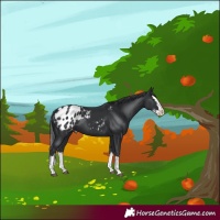 Horse Color:Black Splash Appaloosa 