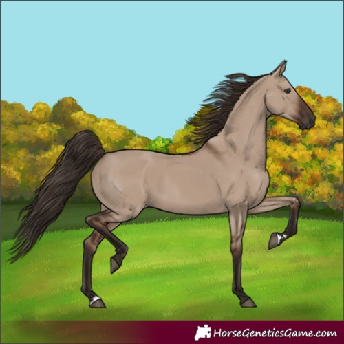 Horse Color:Liver Red Dun Rabicano 