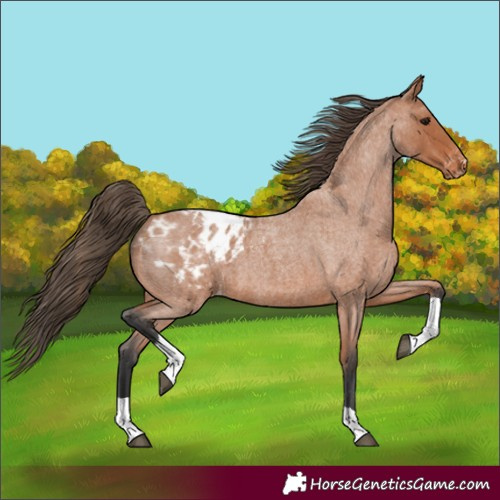 Horse Color:Bay Roan Tobiano Blanket