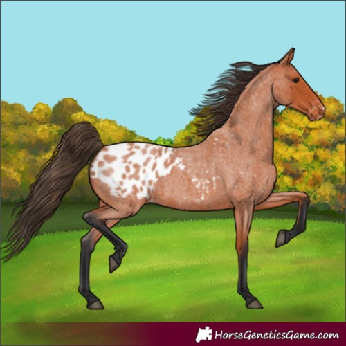Horse Color:Bay Roan Blanket