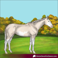 Horse Color:Silver Classic Champagne Dun Splash Frame 