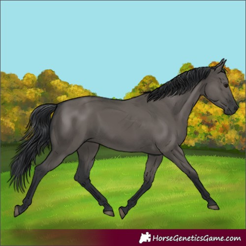 Horse Color:Grullo Rabicano 