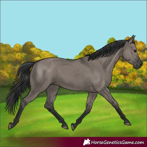 Horse Color:Grullo Rabicano 