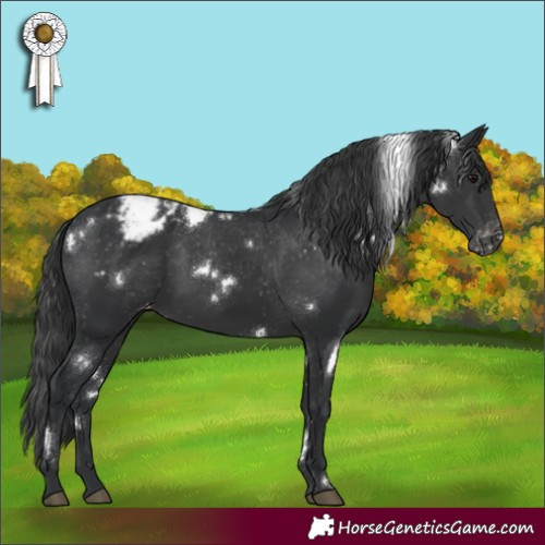 Horse Color:White Spotted Black Appaloosa 