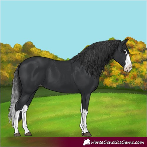 Horse Color:Unknown 