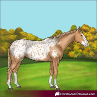 Horse Color:Chestnut Splash Appaloosa 