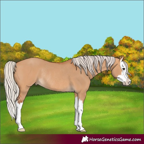 Horse Color:Silver Bay Dun Splash Rabicano