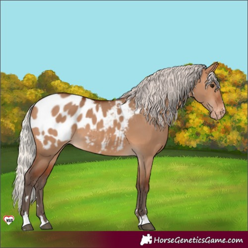 Horse Color:Silver Brown Dun Appaloosa