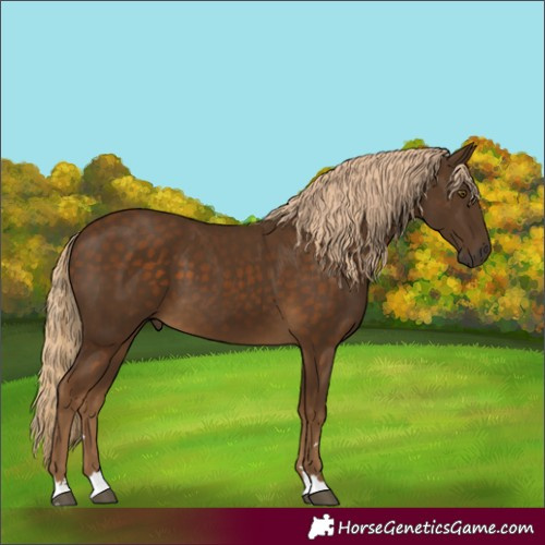 Horse Color:Chocolate Palomino 