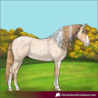 Horse Color:Gold Champagne Roan Splash Tobiano