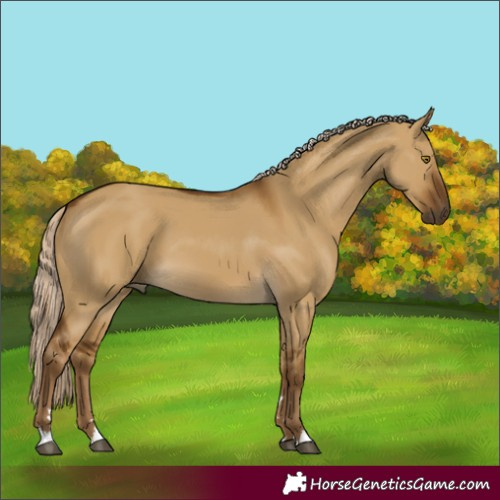 Horse Color:Chocolate Palomino Dun 