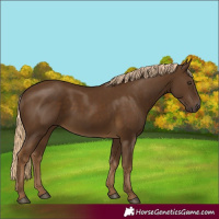Horse Color:Chocolate Palomino 