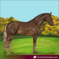Horse Color:Chocolate Palomino 