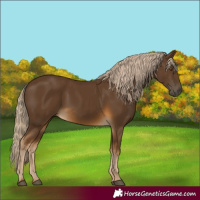 Horse Color:Chocolate Palomino 