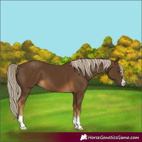 Horse Color:Chocolate Palomino 