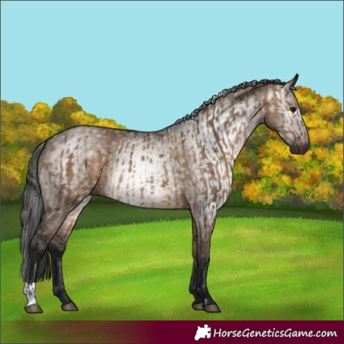 Horse Color:Bay Dun  and Gray Bay Dun 