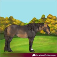 Horse Color:Buckskin 