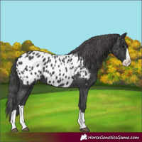 Horse Color:Black Splash Appaloosa