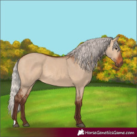 Horse Color:Silver Bay Dun