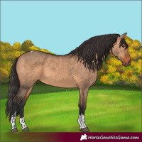 Horse Color:Bay Dun and Bay Dun Tobiano